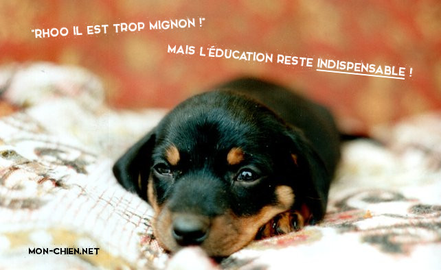 Education chiot