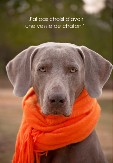 chien urine beaucoup