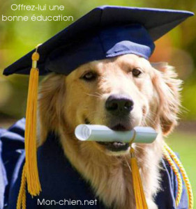 education canine