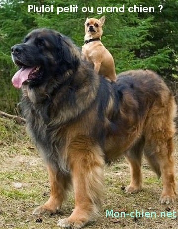 petit chien sur un grand chien